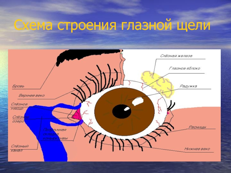 Глазная щель. Строение глазной щели. Схема глазной щели. Нормальная глазная щель.