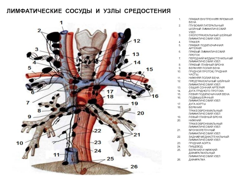 Лимфоузлы средостения схема расположения