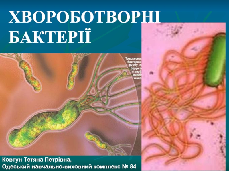 Болезнетворные бактерии на украинском языке