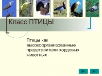 Класс ПТИЦЫ