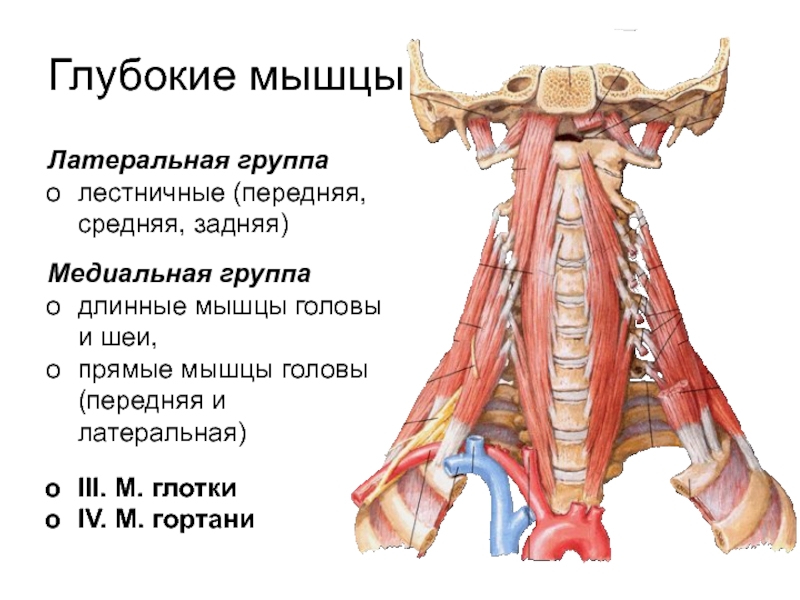 Мышцы головы и шеи презентация