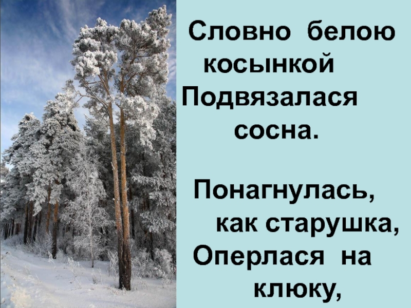 Белое будто. Словно белою косынкой Подвязалася сосна. Есенин Оперлася на клюку. Словно белою косынкой. Старушка Оперлася на клюку.