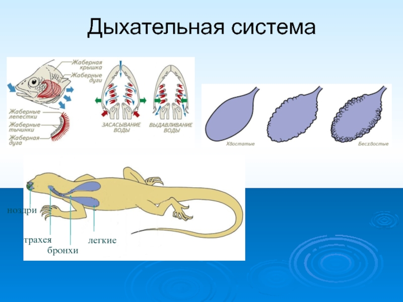 Эволюция дыхательной системы презентация 7 класс