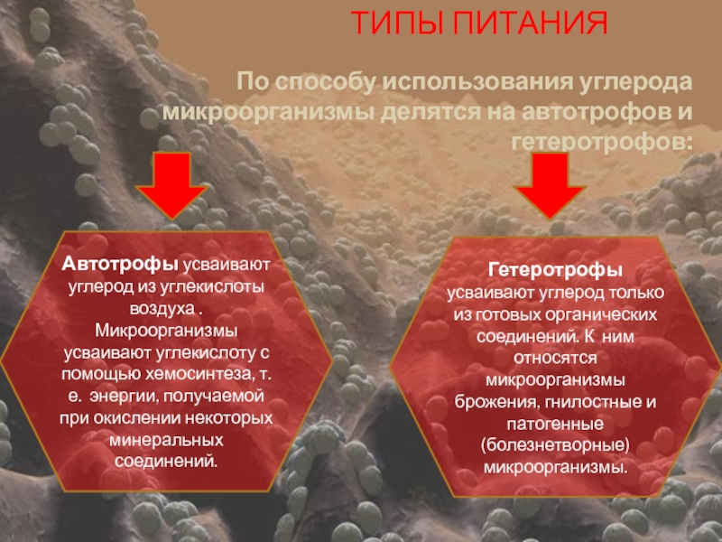 Факторы появления автотрофов