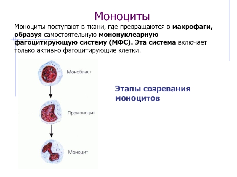 Низкие моноциты это