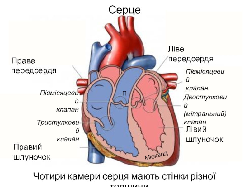 Серце Чотири камери серця мають стінки різної товщиниПраве передсердяЛіве передсердяПравий шлуночокЛівий шлуночокМіокард Тристулковий клапанПДвостулковий (мітральний) клапанПівмісяцевий клапанПівмісяцевий