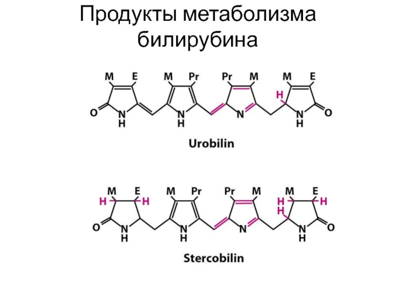 Метаболизм гема схема