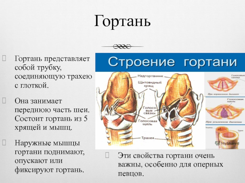 Строение гортани и трахеи человека. Гортань. Строение гортани и трахеи. Гортань состоит из.