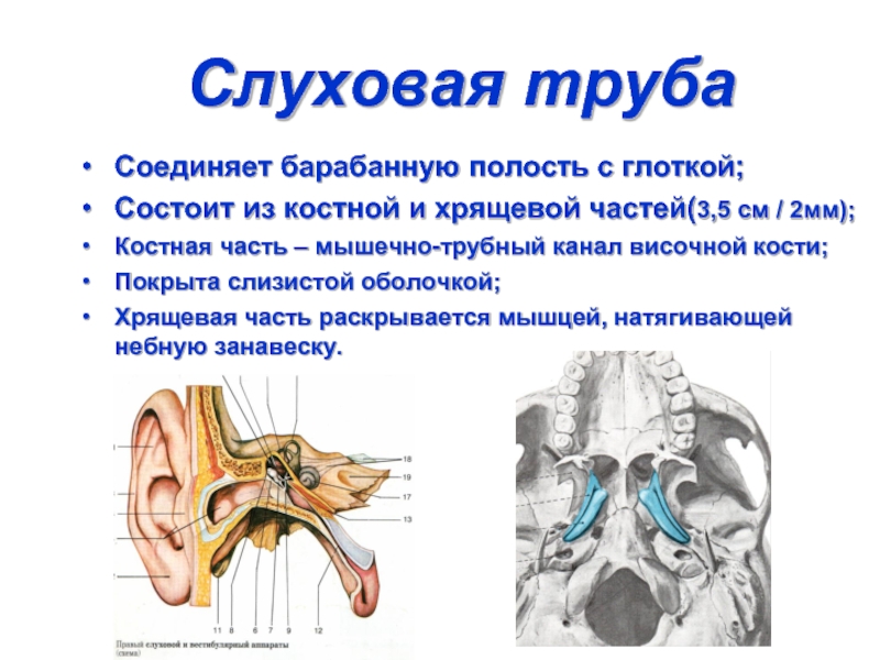 Слуховая полость. Слуховая труба костная и хрящевая. Евстахиева труба на височной кости. Слуховая (евстахиева) труба соединяет барабанную полость с. Слуховая труба соединяет барабанную полость с.