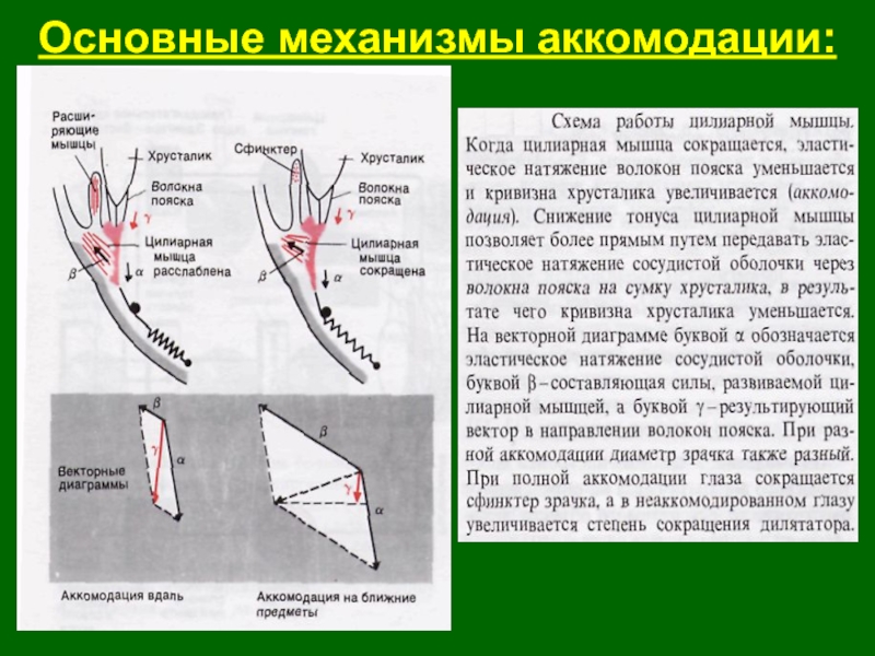 Схема механизма аккомодации