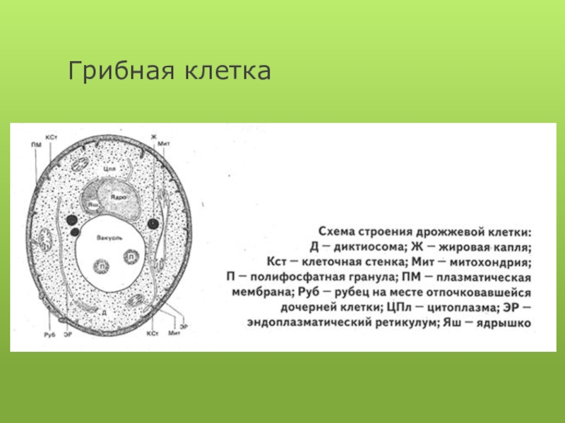 Понятие клетки. Клетка гриба. Схема клетки грибов. Схема грибной клетки. Строение грибной клетки ЕГЭ.