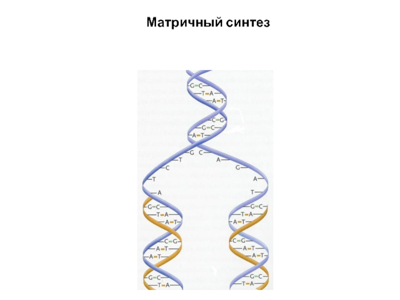 Рассмотрите рисунок с изображением одного из процессов матричного синтеза и определите процесс