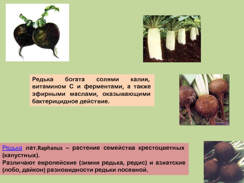 Редька вред. Редька описание. Редька посевная семейство. Классификация редьки посевной. Способ распространения редьки.