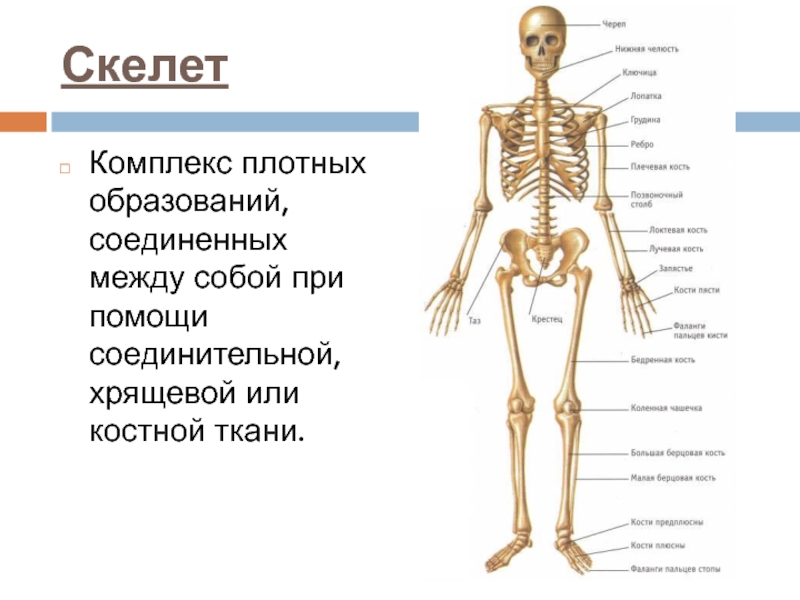 Скелет состоит из хрящевой ткани. Скелетная система кости. Костная система вид спереди. Скелет человека осевой скелет 8 класс. Строение костной системы кратко.