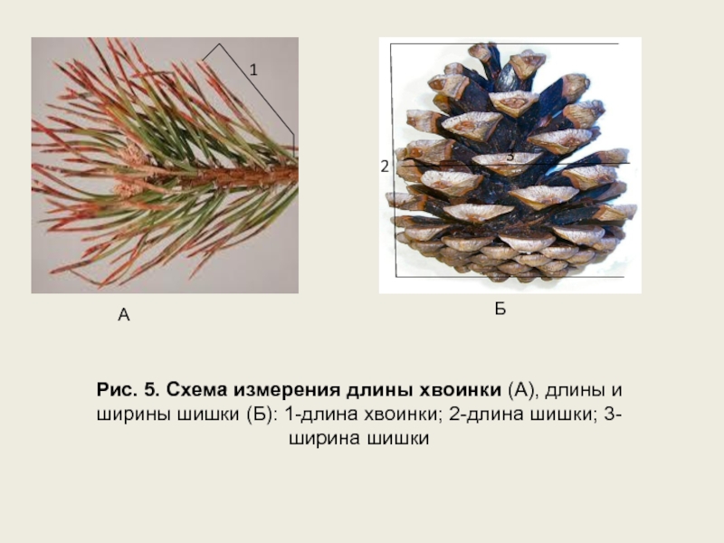 Внешнее строение веток хвои шишек. Сосна обыкновенная размер шишки и форма чешуек. Строение хвои и шишки сосны обыкновенной. Форма чешуек шишки сосны хвои. Форма чешуек шишки сосны обыкновенной.