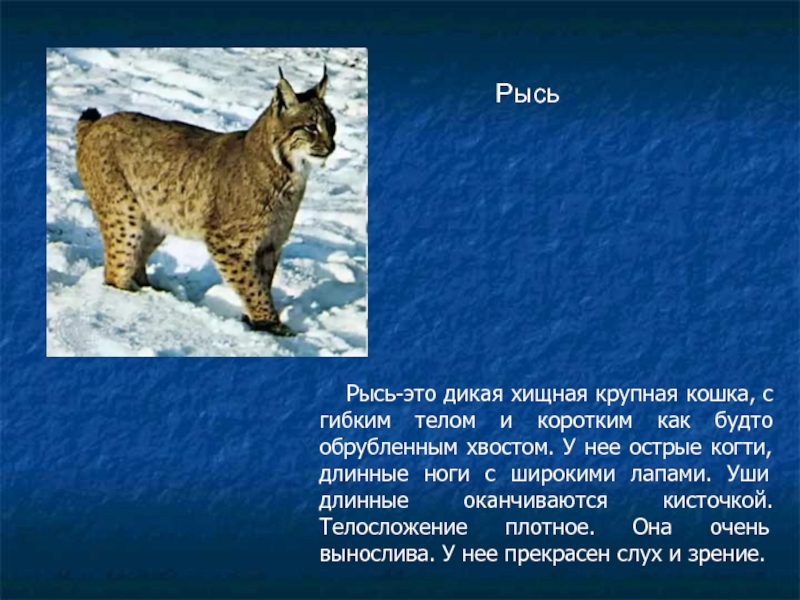 Рысь-это дикая хищная крупная кошка, с гибким телом и коротким как будто обрубленным хвостом. У