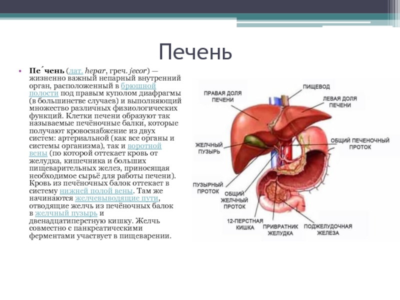 Печень относится к желудку. К какой системе органов относится печень функции. Расположение органов печень. Печень в брюшной полости анатомия.