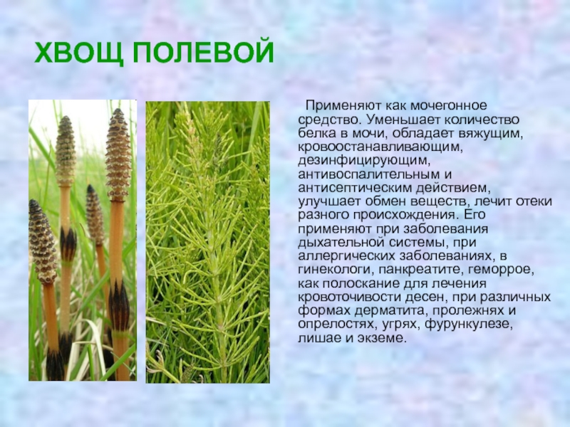 Растение хвощ полевой фото и описание