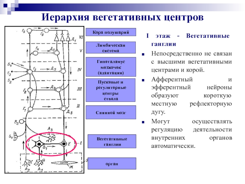 Высший вегетативный центр находится в