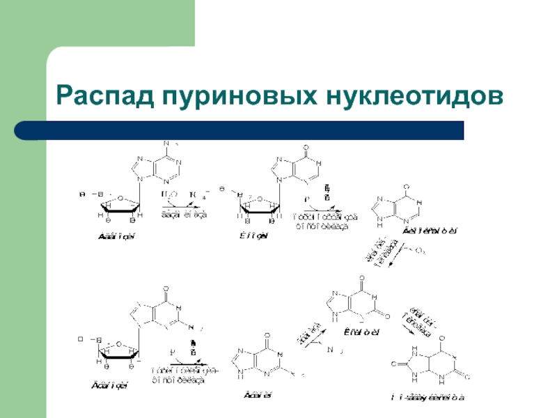 Схема пуринового обмена