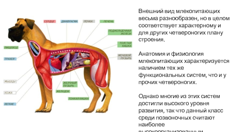 Используя рисунок 137 составьте план ответа о внутреннем строении млекопитающих