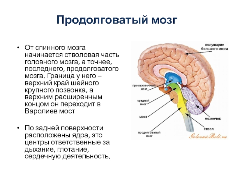 Перечислите отделы ствола головного мозга. Строение и функции стволовой части головного мозга. Структуры стволовой части головного мозга:. Бульбарный отдел продолговатого мозга. Основные функции отделов стволовой части мозга.