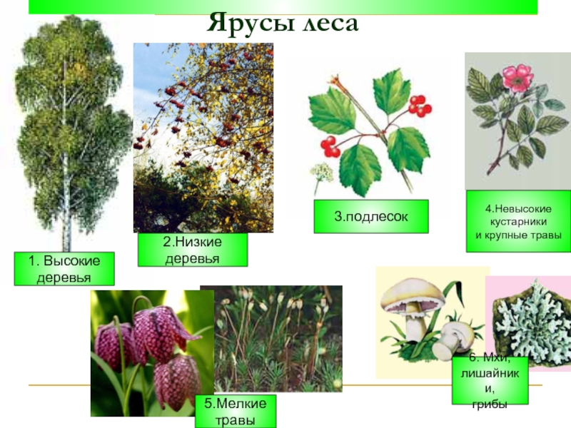 Какие растение относится к лесу
