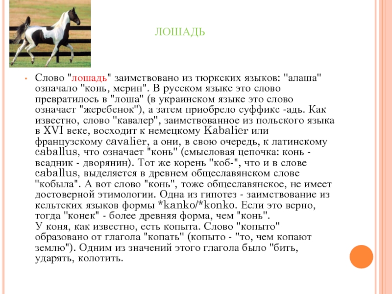 Конь слова. Слово лошадь. Этимология слова лошадь. Конь текст. Слово конь означает.