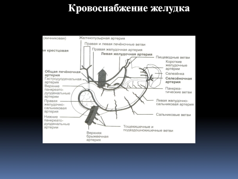 Кровоснабжение желудка анатомия схема