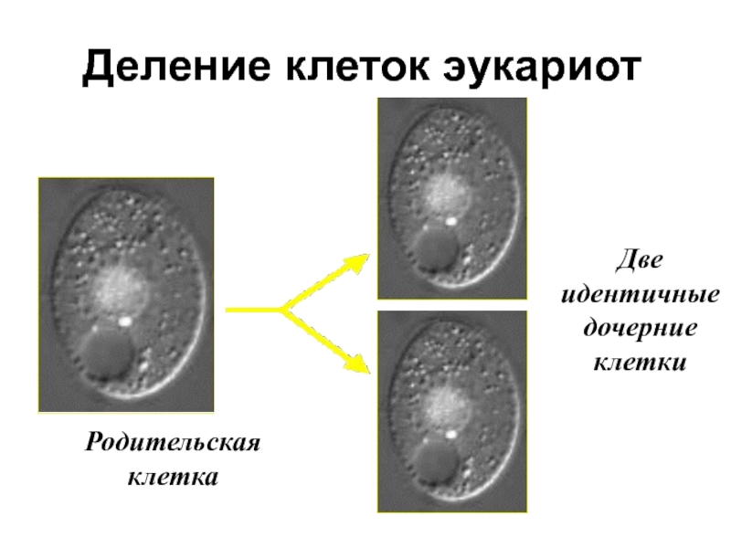 Деление родительской клетки. Деление эукариот. Деление клетки. Прямое деление клетки эукариот. Деление эукариотических клеток.