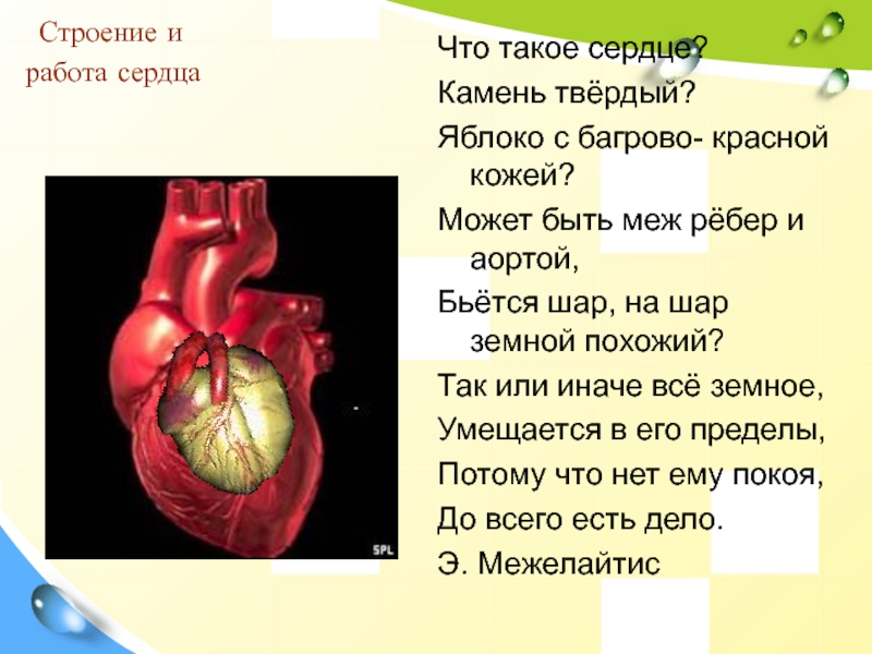 Какое сердце можно назвать. Сердце для презентации. Презентация на тему сердце. Доклад про сердце. Интересные факты о сердце.