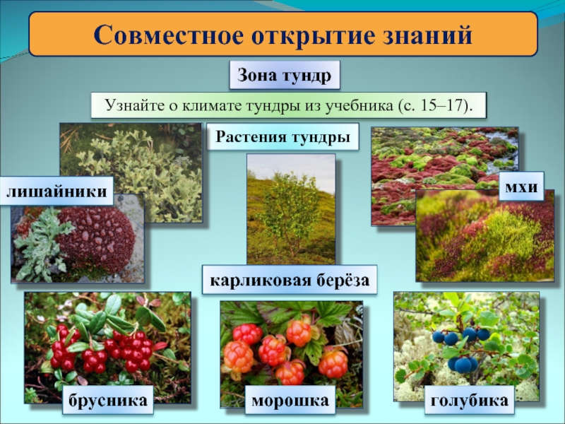 Проект растительный мир тундры