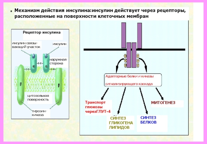 Гормоны строение механизм действия. Фибраты механизм действия схема. Механизм действия мезокабра. Сефадексы строение и механизмы действия. Фото механизм действия фибратов.