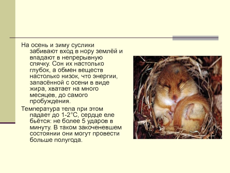 Суслик презентация 2 класс