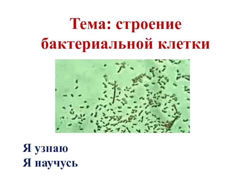 Урок биологии бактерии. Структура бактериальной клетки. Строение бактерии 5 класс биология. Репликация бактерий. Интересные вопросы по бактериям.