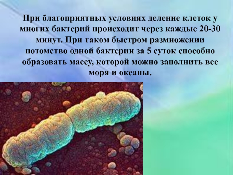 Происходит через. Бактерии при благоприятных условиях. Благоприятные условия для бактерий. При благоприятных условиях деление бактерий деление бактерий. Бактерии размножаются в благоприятных условиях.