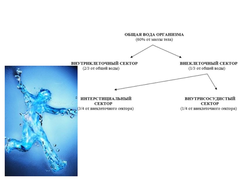 Вес организмов в воде. Распределение воды в организме. Схема распределения воды в организме. Распределение воды в организме воды. Распределение воды в организме внеклеточная.