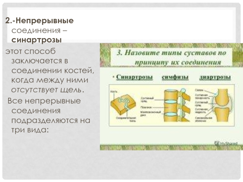 Непрерывные соединения. Непрерывные соединения костей синартрозы. Синартроз соединение костей. Назовите виды синартрозов. Временные и постоянные синартрозы.