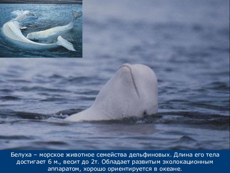 Белуха – морское животное семейства дельфиновых. Длина его тела достигает 6 м., весит до 2т. Обладает развитым