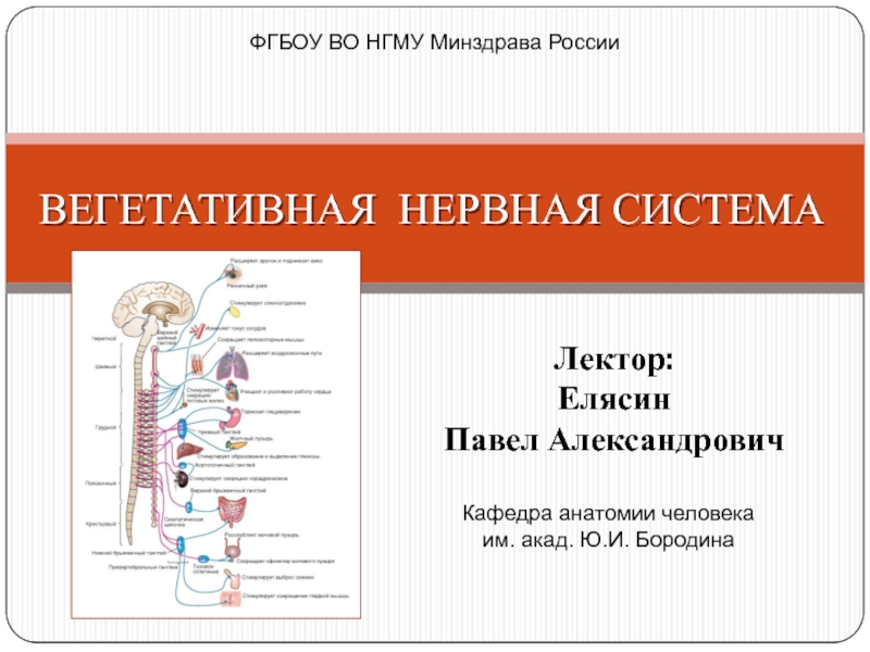 ВЕГЕТАТИВНАЯ НЕРВНАЯ СИСТЕМА