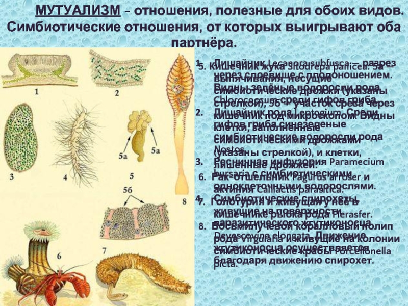 Известные примеры симбиотических взаимоотношений. Симбиотические отношения. Водоросли и простейшие мутуализм. Водоросли мутуализм. Симбиотический Союз.