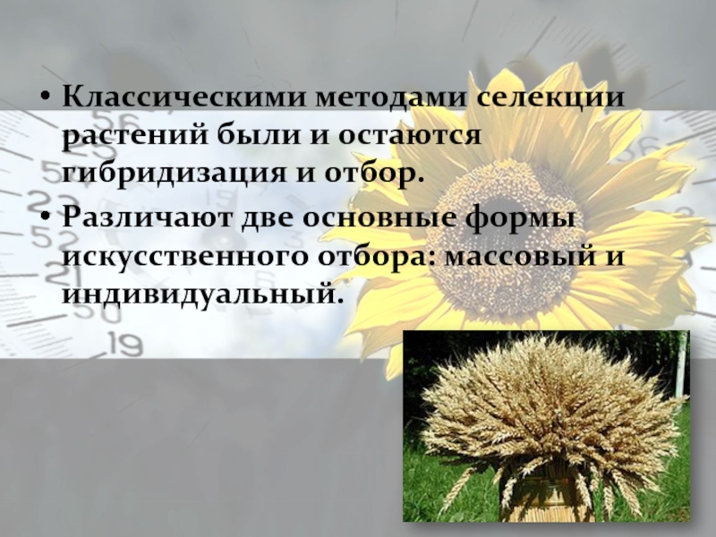 Классические методы селекции растений. Массовый отбор в селекции растений. Классическим методам селекции растений?. Искусственный отбор массовый и индивидуальный.