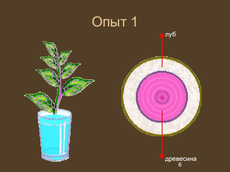 Значение стебля 6 класс биология. Строение точки роста стебля. Опыты с деревом. Опыты с деревьями презентация. Опыт из дерева.