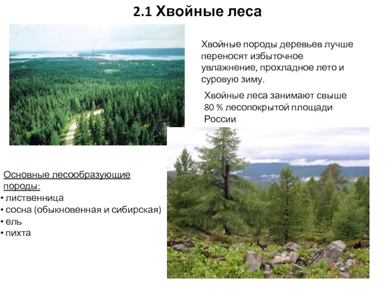 Основные лесообразующие породы. Основные лесообразующие породы хвойных лесов. Основные лесообразующие породы России хвойные. Лесообразующие породы России. В хвойных лесах лесообразующими породами являются.