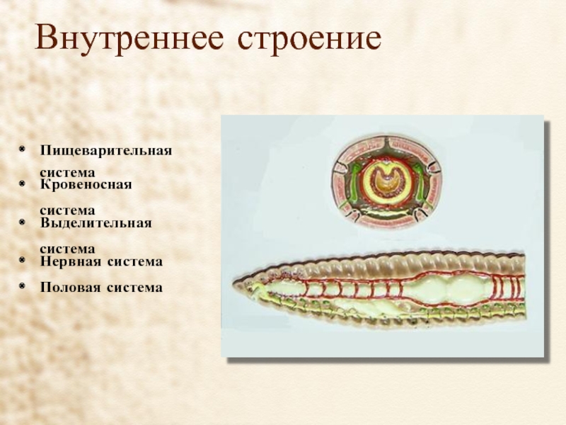 Строение пищеварительной системы червя. Кольчатые черви строение. Плоские круглые и кольчатые черви строение. Кольчатые черви строение 7 класс. Строение кольчатых червей.