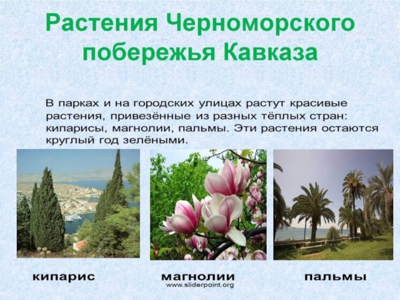 Какие растения в субтропических лесах. Растительность Черноморского побережья. Растительность субтропиков. Растения Черноморского побережья. Растения Черноморского побережья Кавказа.