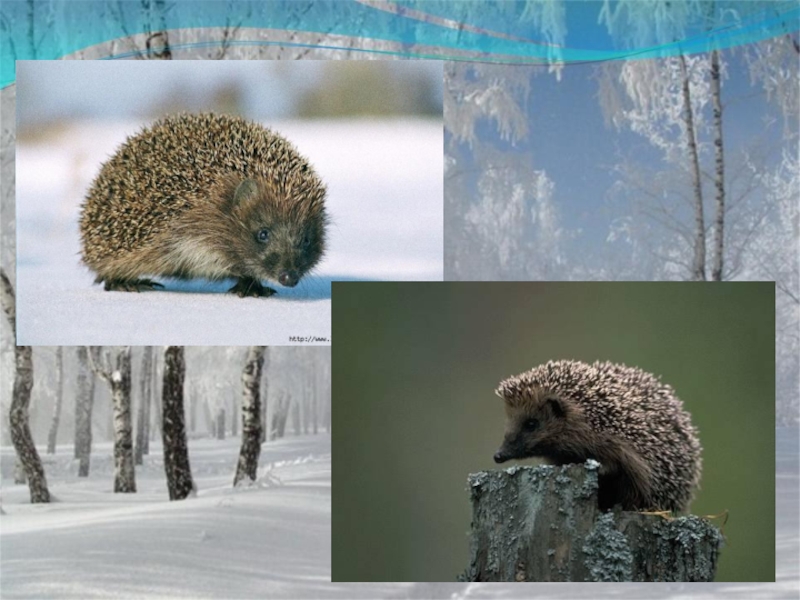 Изменения животных зимой 5 класс биология. Жизнь животных зимой. Жизнь животных зимой 2 класс. Проект интересные зимние животные. Зимняя звери для проекта по окружающему.