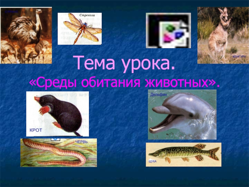 Презентация Среды обитания животных