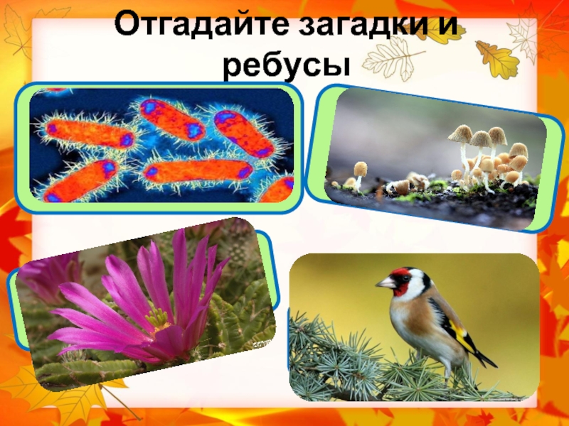 Наука о живой природе 5 класс. Загадки о биологических науках. Биология 5 класс загадки о живой природе. Биология Фани. Угадать науку биологию.