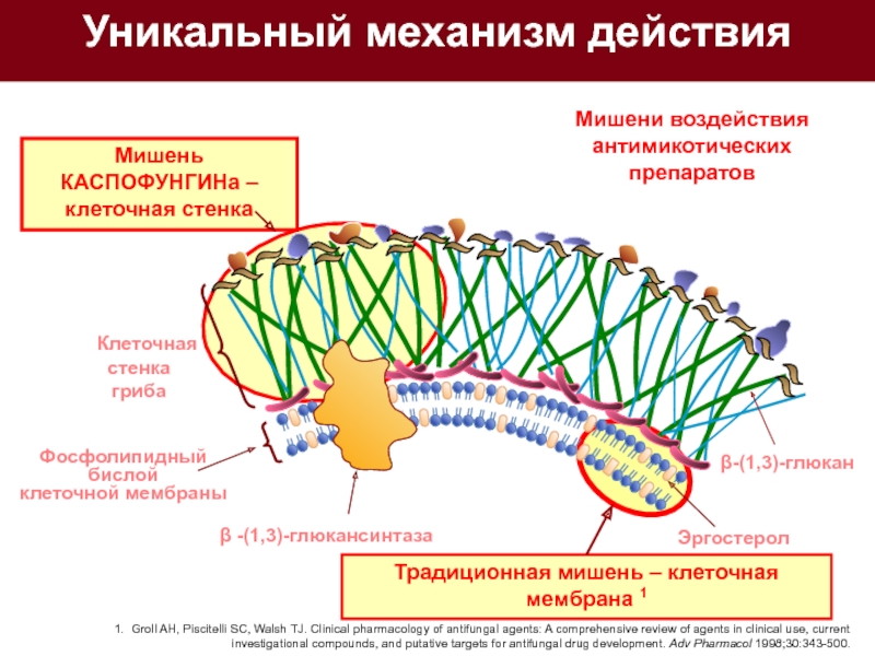 Механизм действия противогрибковых препаратов. Структура клеточной стенки гриба. Грибы состав клеточной стенки. Строение стенки грибной клетки.